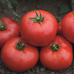 Pomidor Tomsk f1 1 tyś. nasion precyzja ST